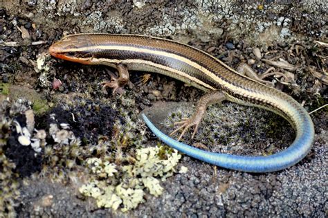 6 Popular Pet Skink Species Types You Can Keep At Home