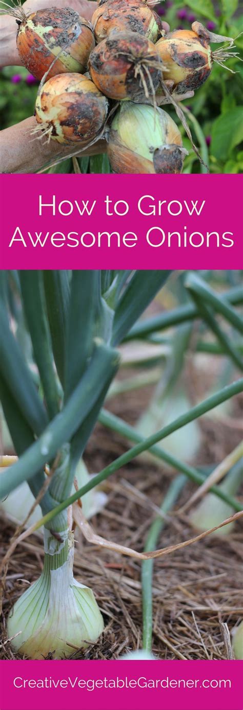 First, chop the bottom of the parent onion about one inch from the bottom using a sharp knife and remove the outer peel. How to Grow Awesome Onions in Your Garden | Veg garden ...