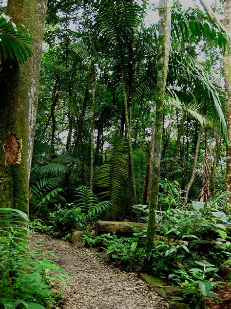 Timon & pumbaa — in the jungle the lion sleeps tonight (ost the lion king) 00:30. Free photo: Jungle - Forest, Green, Nature - Free Download ...