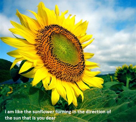 Love U Like The Sunflower. Free Madly in Love eCards ...