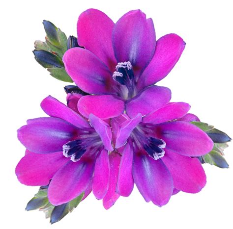 Flowers Purple Babianas Free Image On Pixabay