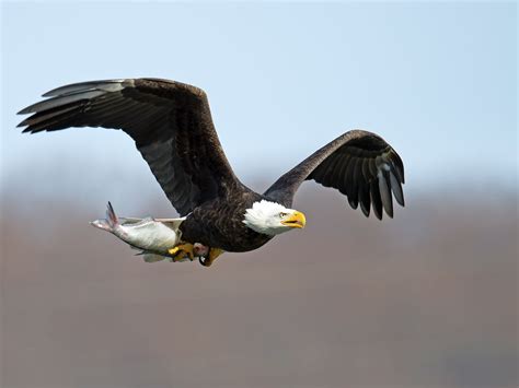 Wiki.answers.com mark as irrelevant marked as irrelevant undo. What do Eagles Eat - Bird Eden
