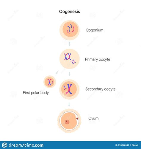 Reproductive System Concept Stock Vector Illustration Of Body