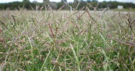 Lawn Seed Heads What Are They And How To Get Rid Of Them
