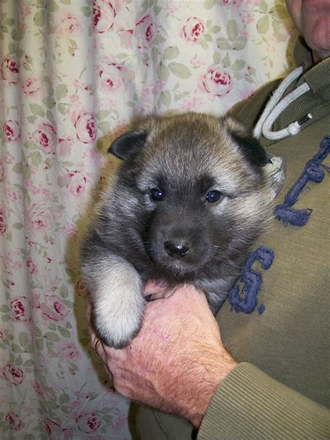 Hi i have a gorgeous 13 week old female for sale, only selling due to unexpected money problems , she is very playful and has been around children and other dogs. For The Love Of Norwegian Elkhounds: Elkhound Puppies For ...