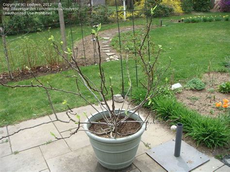 How to grow fig tree in a container, figs varieties, pests and diseases fig tree, propagation fig tree, fig care, growing fig, ficus carica. Fruits and Nuts: Need advice on pruning this fig tree in a ...