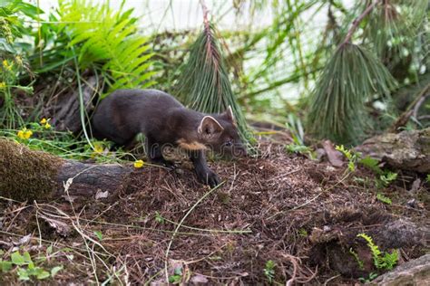 American Pine Marten Martes Americana Kit Creeps Out From Beneath Wood