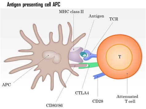 0514 Antigen Presenting Cell Apc Medical Images For Powerpoint