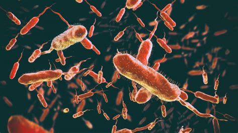 Cholera Przyczyny Objawy Leczenie Ryzyko Epidemii Poradnik Gemini