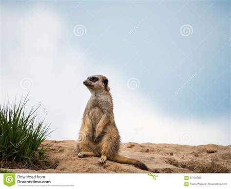 Portrait Of Meerkat Sitting Stock Photo Image Of Attention Guard