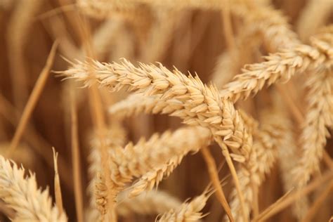 Free Images Sunset Field Wheat Harvest Agriculture Close Up
