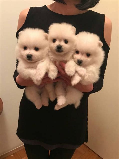 Tea Cup Pomeranian Puppies With Good Champion Bloodline Offer €200