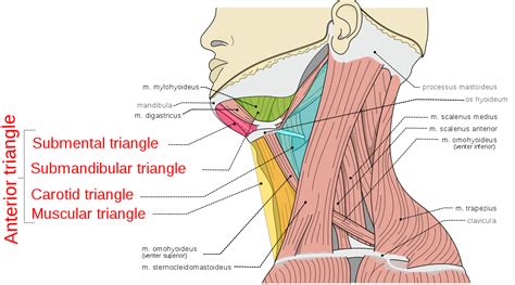 Anterior Triangle Of The Neck Wikipedia Neck Muscle Anatomy