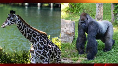 This place is wilder than the beach at spring break! Kansas City Zoo mourns deaths of 2 animals, including ...