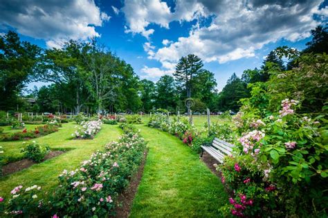 Rose Gardens At Elizabeth Park In Hartford Connecticut Stock Image