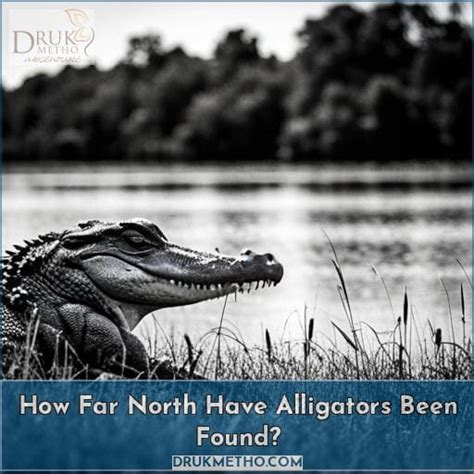Farthest North Alligator Found In Us Surprising Locations Answered By