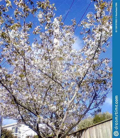White Cherry Blossom Tree Stock Photo Image Of Cherry