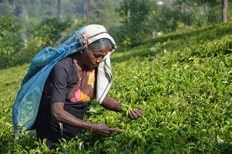 Sri Lankan Crisis Shows Why We Need A Just Transition To Organic