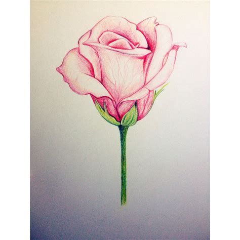Pink Rose Drawing Rose Drawing Drawings Color Pencil Drawing