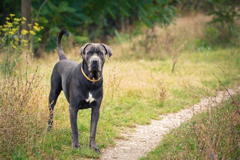 The cane corso is a lesser known breed that originates from rural southern italy. Cane Corso Dog Breed » Everything About Cane Corsos