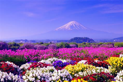 Free Photo Flower Field Blooming Flower Fragrance Free Download