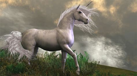 Real Unicorn Wallpapers Top Free Real Unicorn Backgrounds