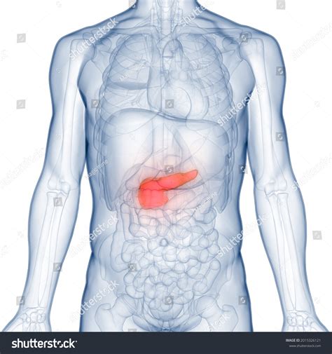 Human Internal Organ Pancreas Anatomy 3d Stock Illustration 2015326121
