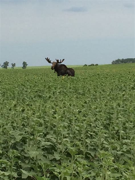 Moose On The Loose Skyspy Photos Images Video