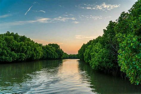 pichavaram mangrove forest pondicherry weekend getaway mangrove forest dream destinations