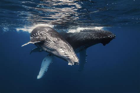 Humpback Whale And Calf Photograph By Barathieu Gabriel Fine Art America