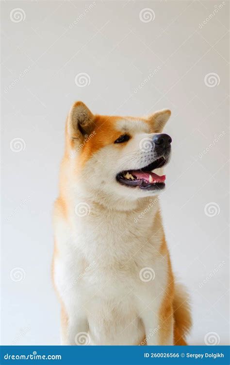 Portrait Akita Inu Dog Japanese Akita Dog Stock Photo Image Of Japan