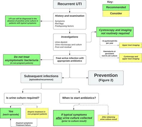 Guideline Of Guidelines Management Of Recurrent Urinary Tract