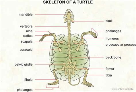 Skeleton Of A Turtle Scapula Turtle Galapagos Tortoise