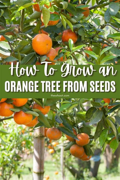 Grow Orange Tree From Seeds The Whoot In 2022 Growing Oranges From