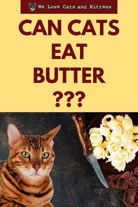 Can Cats Eat Butter Is Butter Good Bad Or Fatty For Cats In 2022