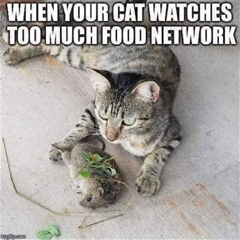 Funny cat and dog memes (clean). 17 Most hilarious quotes and Funny Animal Memes