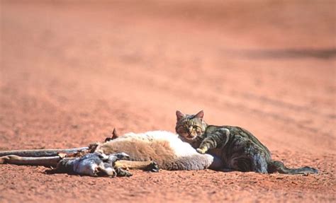 Cat Chit Chat Feral Cat Eats A Small Australian Native Mammal And Is