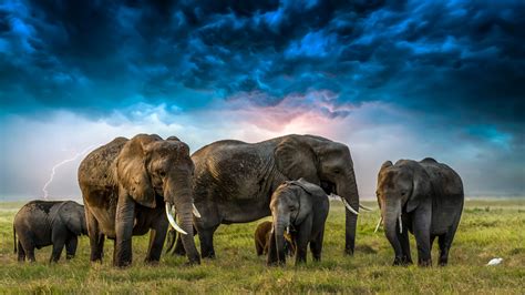 Wallpaper Elephants Cubs Herd Clouds Animal 2560x1440