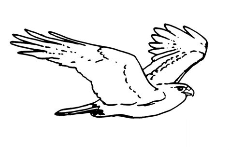 Sketsa Gambar Burung