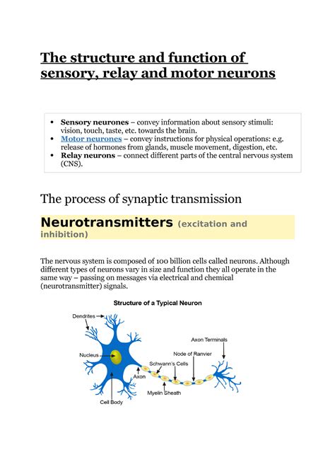 Neurons Notes The Structure And Function Of Sensory Relay And Motor