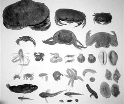 Illustration of the diversity of motile animals found in sea chests of