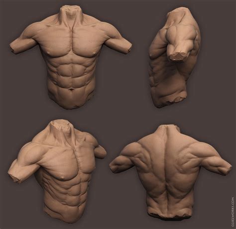 Torso Muscle Anatomy Drawing Muscle Guy Drawing At Getdrawings Free