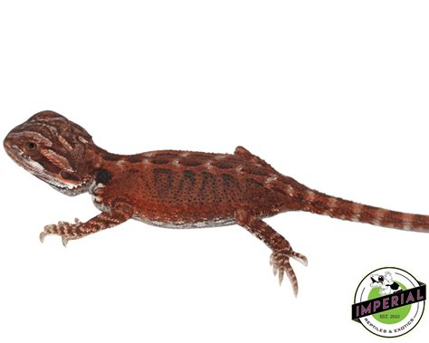 Super Red Bearded Dragon For Sale Imperial Reptiles Imperial