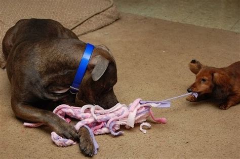 Make Your Own Homemade Dog Toys Pethelpful