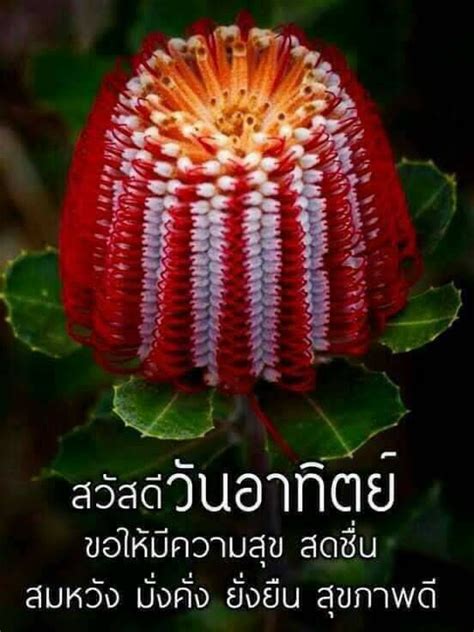 Pandan Happy Sunday Nature Pictures Good Morning Fruit Floral