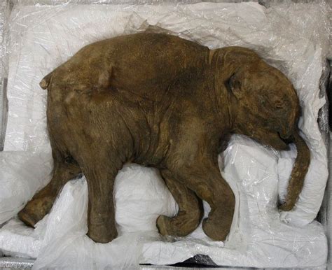 40000 Year Old Woolly Mammoth Bound For Australia Huffpost Life