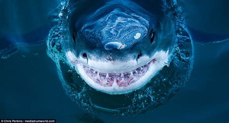 American Photographer Captures Great White Sharks Teeth In Terrifying