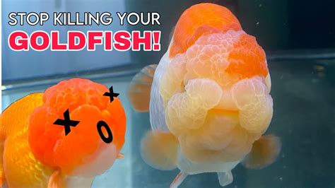 How To Keep Your Goldfish Alive Important Things To Know Youtube