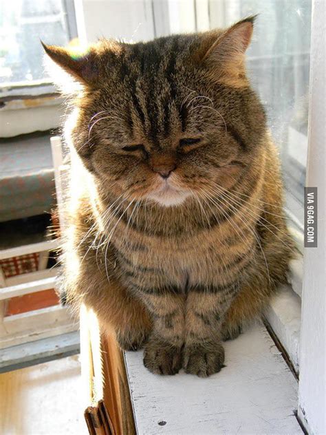 Highly Depressed Cat 9gag