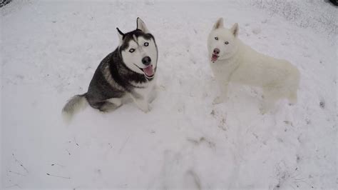 Uconn Snow Dogs Youtube